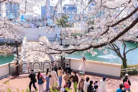 科普｜全球多地花粉扰人 如何应对花粉过敏图片