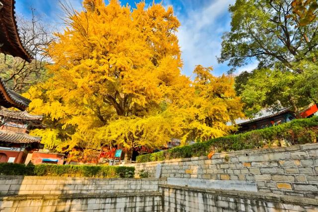 千年银杏引爆秋日灵泉山！两周迎客2万+