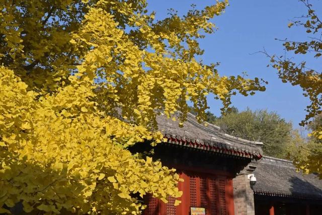 绝美！北京秋季颜值已达巅峰！这样定格最美秋天！