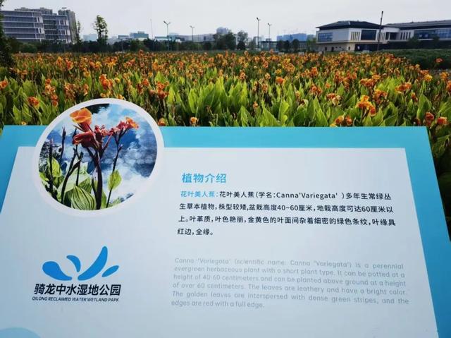 每天8.5万吨洗脚水冲厕水，竟都流向了这个网红公园？