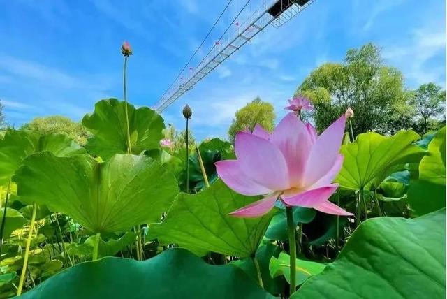 重磅消息！免票！滕州微山湖红荷湿地面向山东省内游客免门票啦