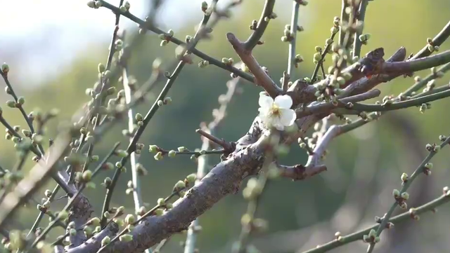 浙江冬日花海“提前营业” 赏花游激活文旅“小阳春”