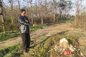 公司与乡政府签约建生态林，几年后乡政府派人砍树，称其违法占用耕地图片