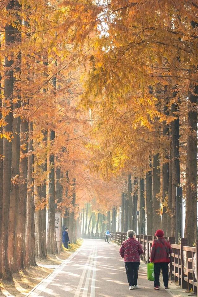 成都限定红！水杉最美季节上线，赶紧打卡