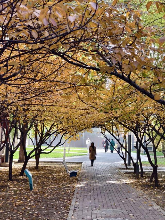 藏不住了！攒了整个秋天的北医美景，立冬前全部分享！
