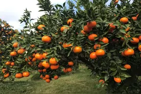 柑橘进公园推介活动持续到12月1日图片