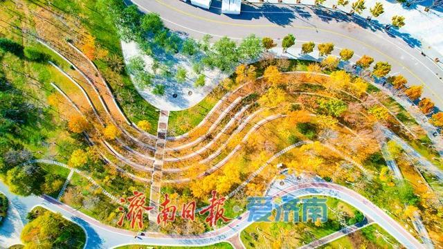 一年四季 泉在济南丨落叶铺锦景如画 济南望岳康体公园初冬限定美景上线