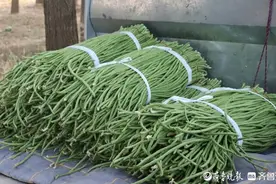 “吃不完，根本吃不完！”夏天每日超六百万山东人在吃“豆橛子”图片