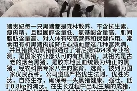 【小记者看招远】鑫旺森养黑猪“有机+生态”图片