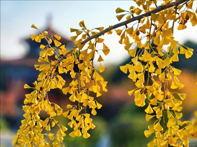 彩林映湖光 泰山虎山公园初冬画卷引客来