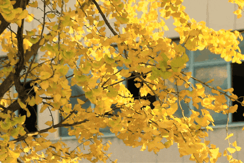 金灿灿！宜都限定美景上线！