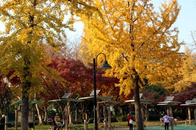 江苏苏州：桐泾公园斑斓冬景引客来