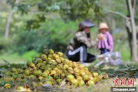 浙江首次发布山核桃碳标签 赋予农产品“绿色通行证”图片