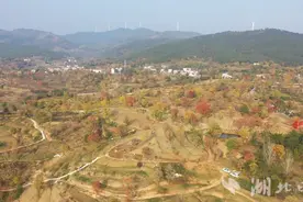 大悟红叶迎来观赏期 漫山红叶层林尽染图片