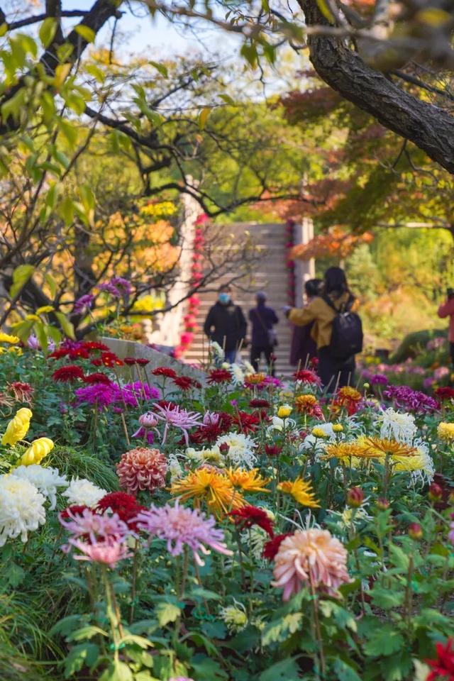 “美神”降临！太仓限定秋日美景，真的“杀”疯了！