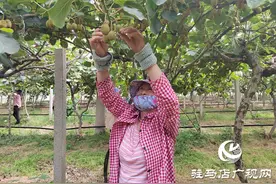 西平县出山镇：小小猕猴桃结出乡村振兴“致富果”图片