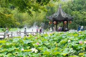 申城荷花睡莲展开启盛花期 如同一幅“夏日画卷”铺满古猗园图片