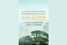 陕西境内8棵古树入选全国“最美古树”图片