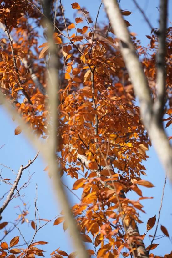 这场秋日浪漫别错过 申城落叶道体验进入倒计时