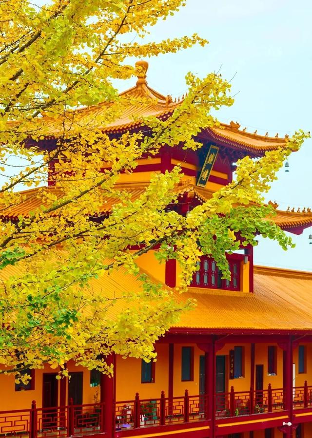 出片率100%！长沙即将进入最佳观赏期