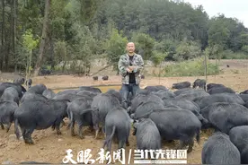 走，天眼新闻记者带你去看藏香猪！图片