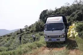 毕节市金沙县：机械采茶提速增效促增收图片