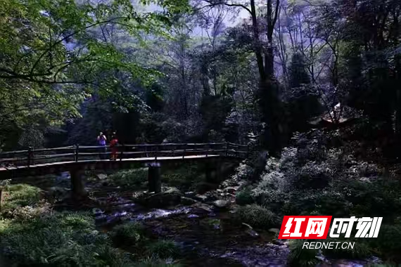 张家界金鞭溪：游客沉醉山水间 感受自然之美