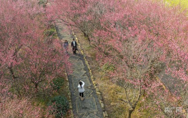 在梅香里邂逅一场诗意漫步！贵州施秉冬日“梅”景引客来