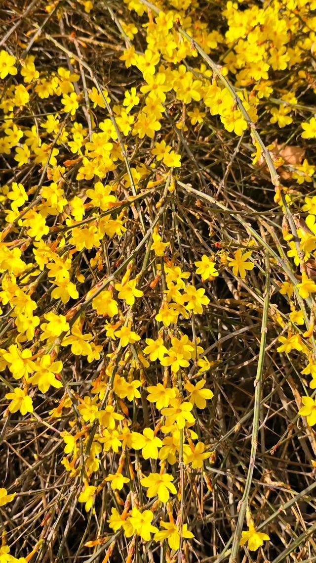 春信｜误入迎春花谷，​整个世界瞬间明媚灿烂