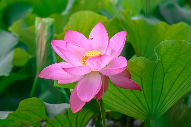 云南普者黑：山水画卷里升腾“夏日经济”