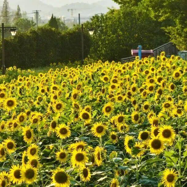 趁秋色浪漫，见一面吧
