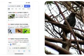 凌晨5点被鸟叫声（哦啊——）吵醒（哦呀——）？深圳回应亮了→图片