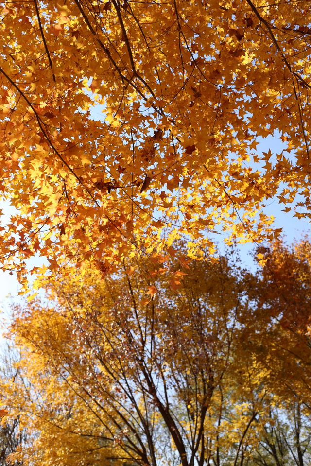 多彩京秋丨全市彩叶树变色率播报（2025.11.13）