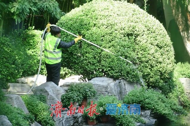 一年四季 泉在济南丨泉水与菊香为伴！趵突泉菊展静待绽放
