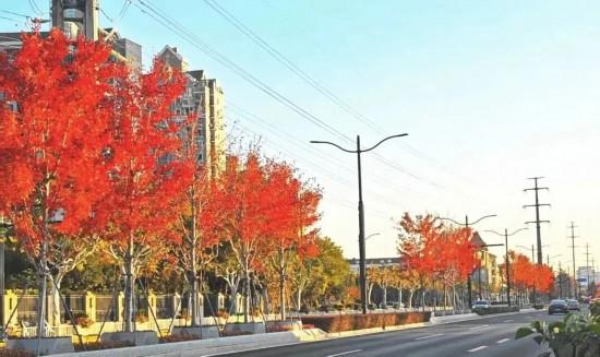 秋色浓度已拉满，申城街头 “赤橙黄绿交响曲”