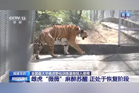 守护华南虎 一只“合格”的老虎是如何养成的？图片