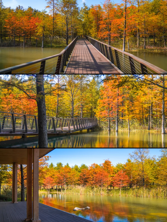 落羽杉红了！在上海发现了免费的阿勒泰同款梦幻秋景→