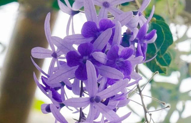 看稻田、赏繁花，邂逅南沙的秋日浪漫→