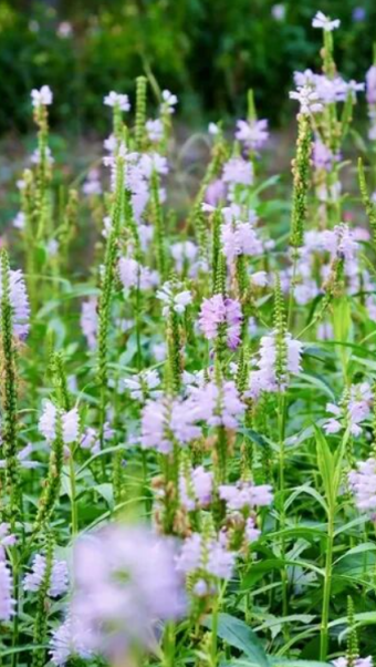 17万平方米绿廊上线！就在——