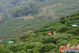 万象“耕”新丨西湖龙井采摘忙 春茶炒制共富香图片