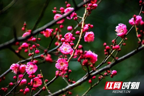 大祥区西苑公园：梅花盛放 迎新“春”