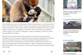 黔金丝猴“萌新”故事走向世界图片