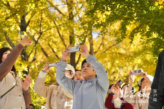 拥抱秋色！地坛银杏大道游人如潮