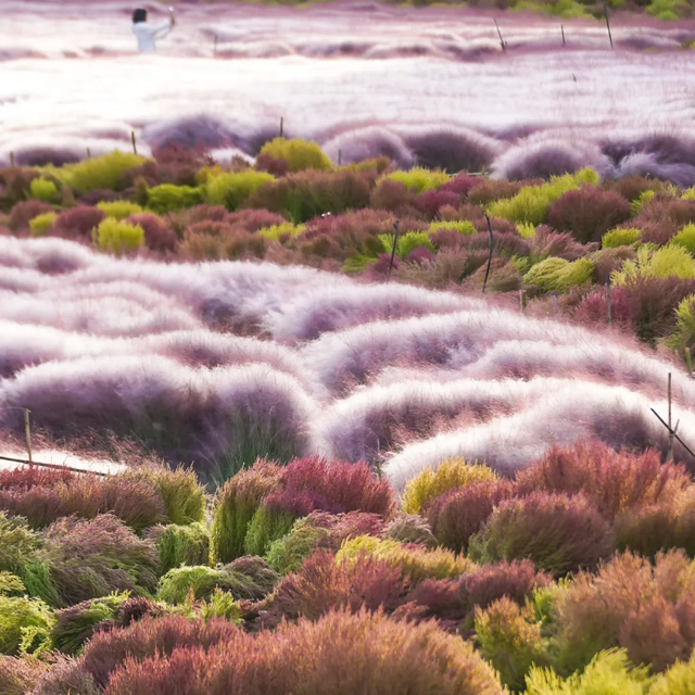 还在凑满减？这里的绝美秋景免费派送中——