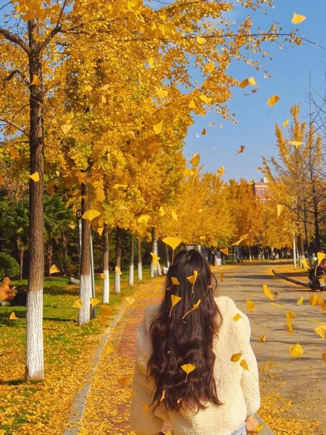 这6个淮南银杏绝美打卡地！码住刷爆朋友圈！