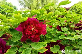 洛阳牡丹进入盛花期 花姿绰约满城春图片
