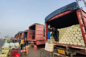 新发地大白菜批发价两毛五，跌成“白菜价”原因何在？图片