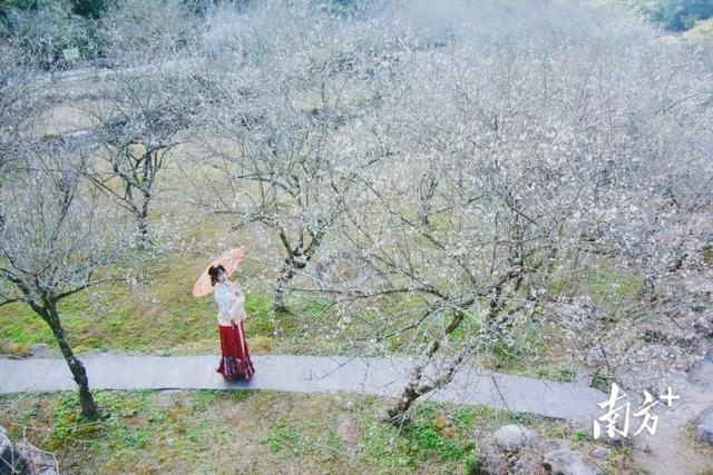 来里洞镇，遇见“梅”好生活
