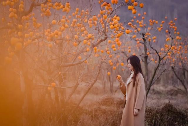 柿子红了！日照这片“柿”情画意，超出片！