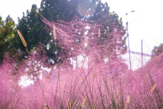 超绝氛围感！蜀山花海实力圈「粉」！